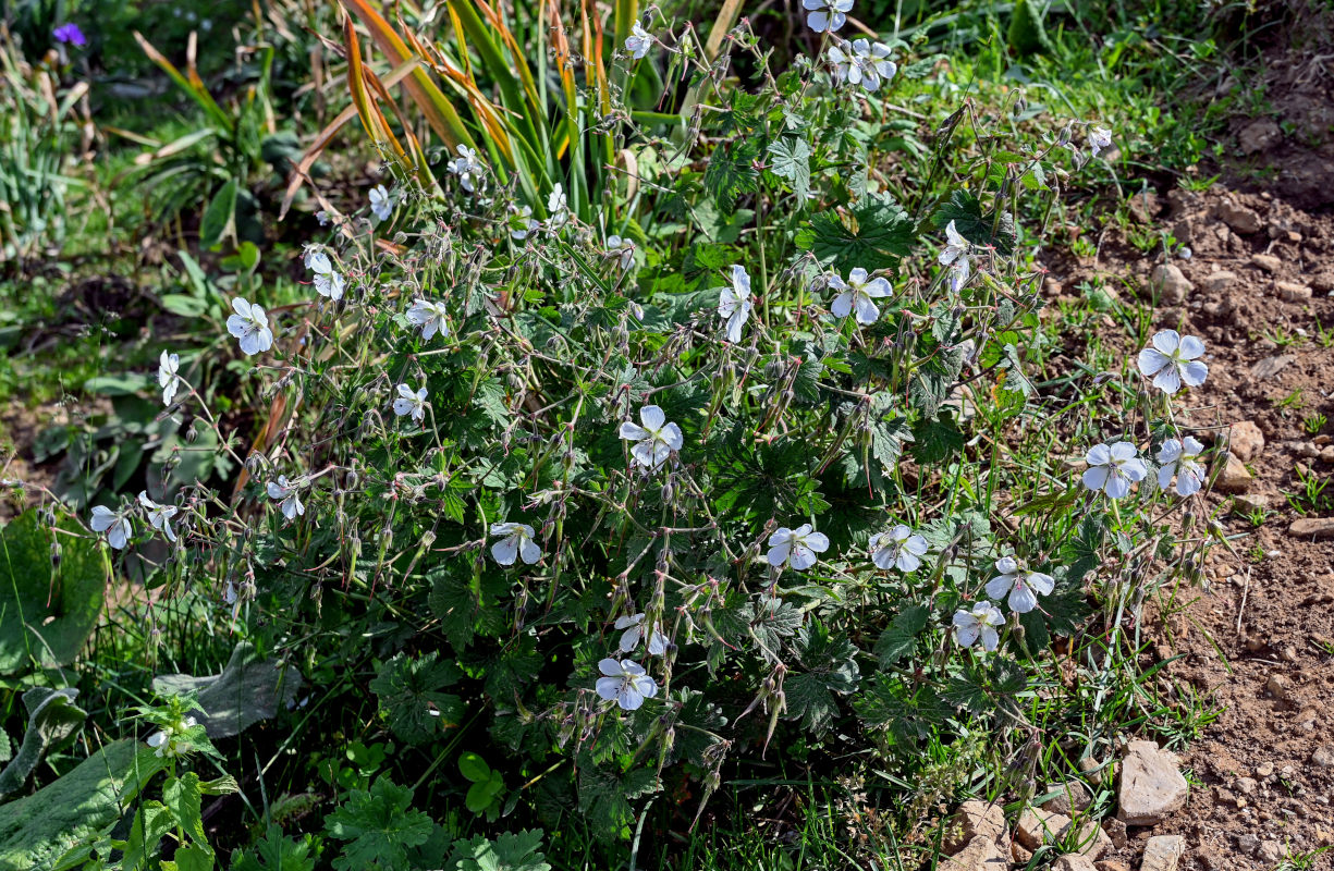 Image of Geranium collinum specimen.