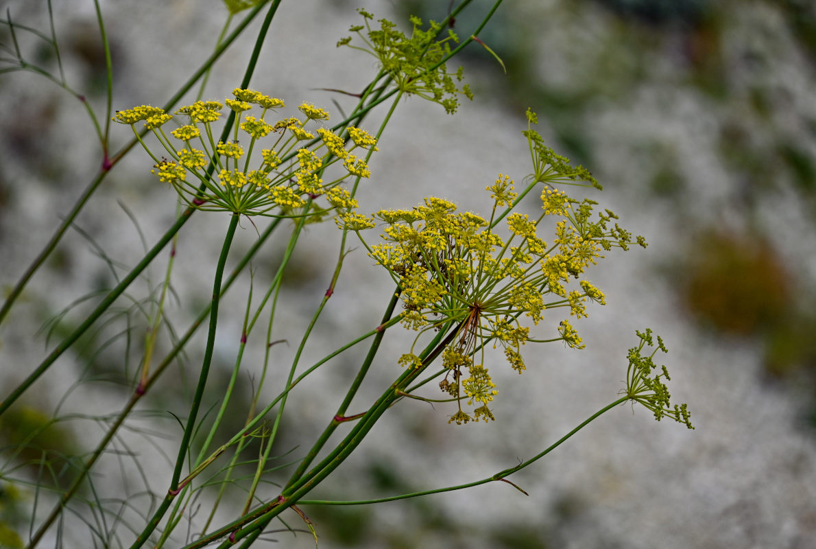 Изображение особи Peucedanum longifolium.