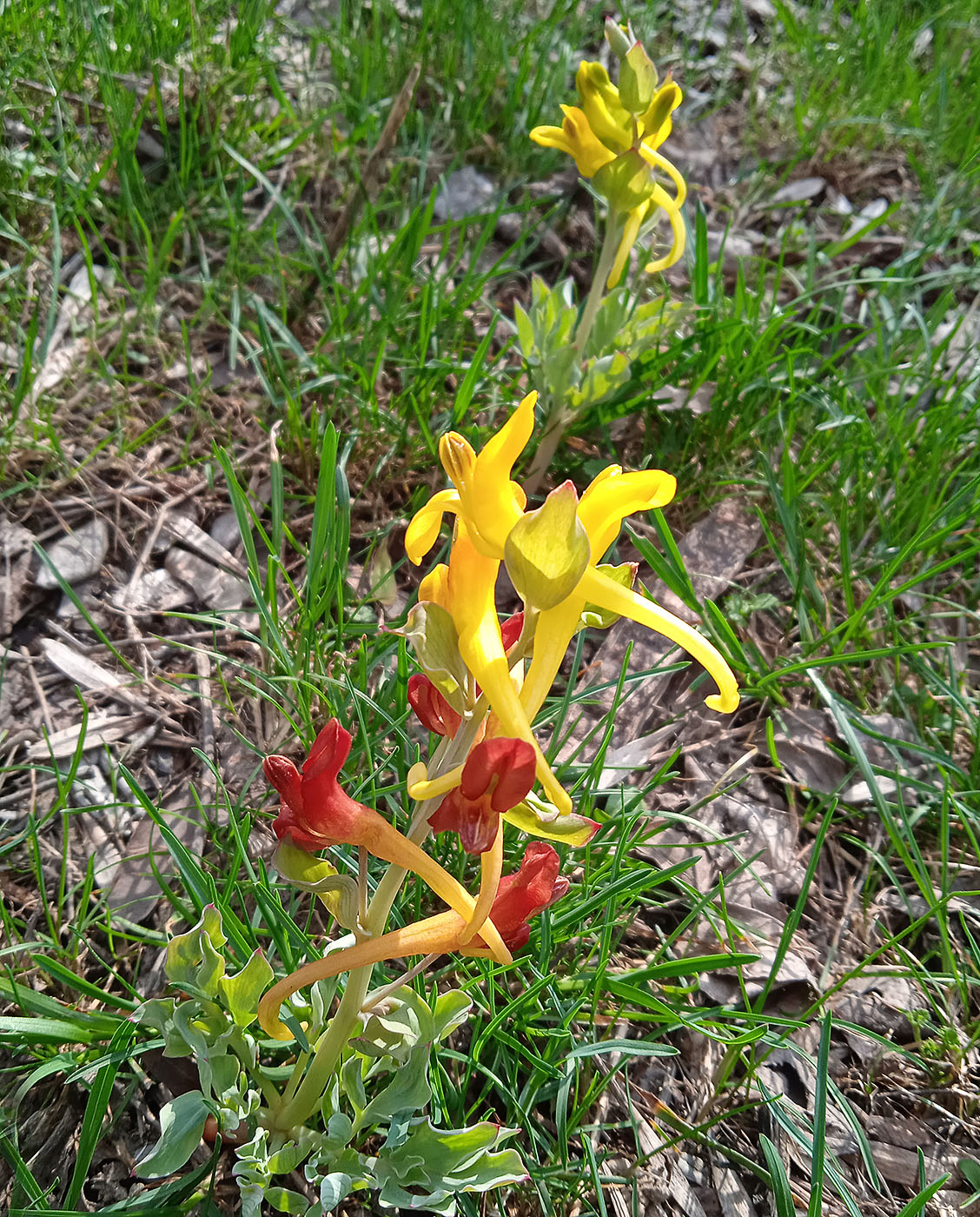 Изображение особи Corydalis sewerzowii.