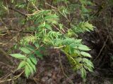 Sorbaria sorbifolia. Верхушки побегов. Беларусь, Минская обл., Мядельский р-н, национальный парк \"Нарочанский\", окр. автокемпинга \"Нарочь\", в подлеске смешанного леса с преимуществом Pinus sylvestris. 10.04.2024.