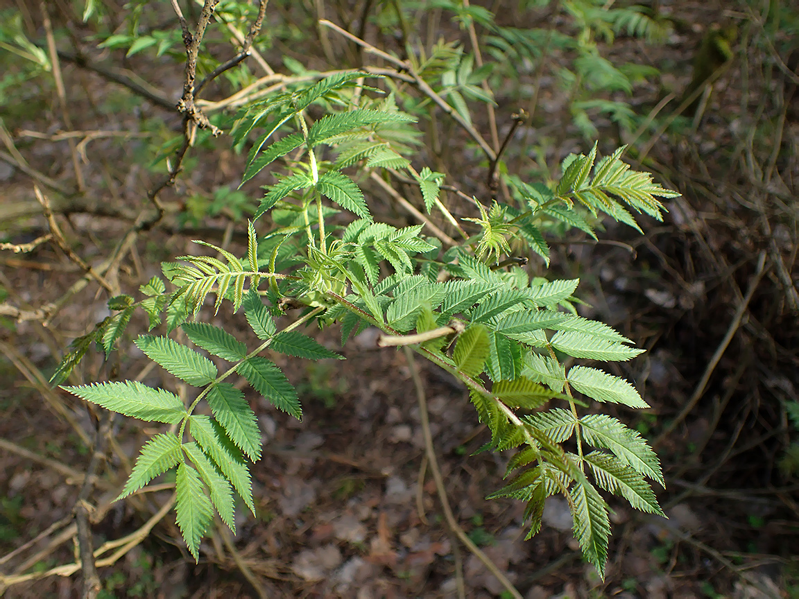 Image of Sorbaria sorbifolia specimen.