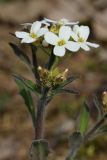 Arabidopsis arenosa. Цветки и бутоны. Псковская обл., Гдовский р-н, окр. дер. Кленно; побережье Чудского оз., ок. 50 м от берега, псаммофильное луговое сообщество за береговым валом, частично замшелый участок открытого песка. 28.04.2024.