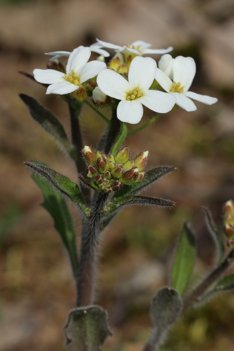 Изображение особи Arabidopsis arenosa.