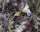 Cerastium arvense