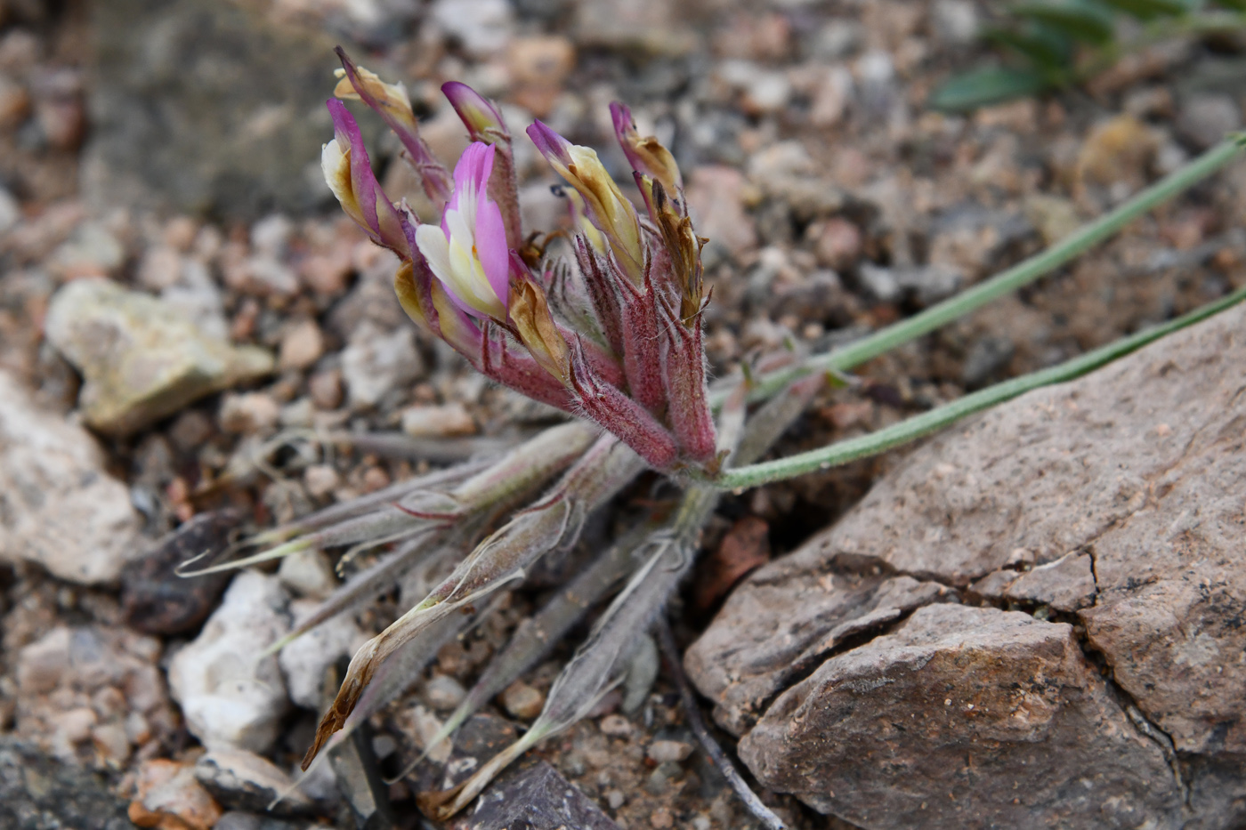 Изображение особи Astragalus amabilis.