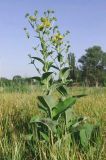 Inula helenium