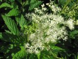 Filipendula ulmaria