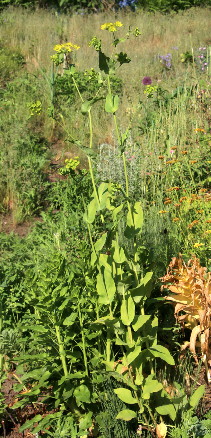 Image of Bupleurum longifolium ssp. aureum specimen.