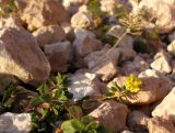 Alyssum oschtenicum