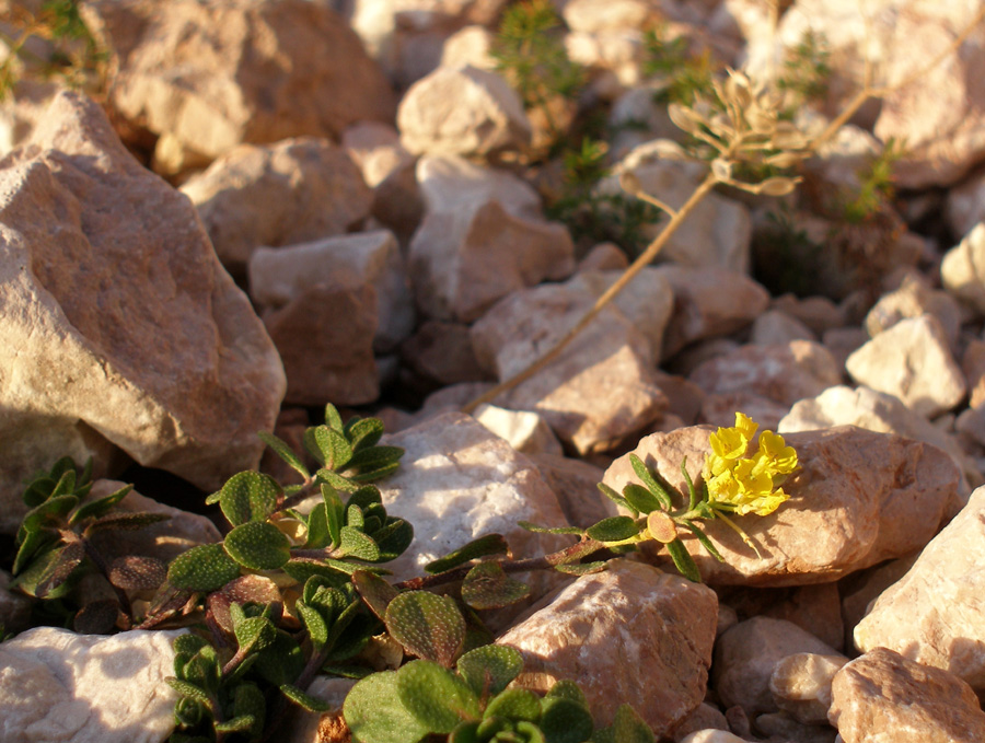 Image of Alyssum oschtenicum specimen.