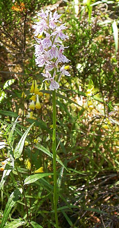 Изображение особи Dactylorhiza maculata.