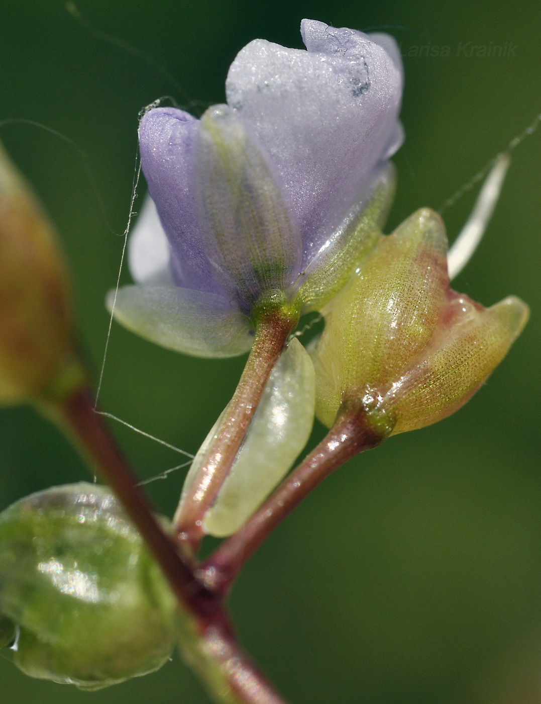 Image of Murdannia nudiflora specimen.