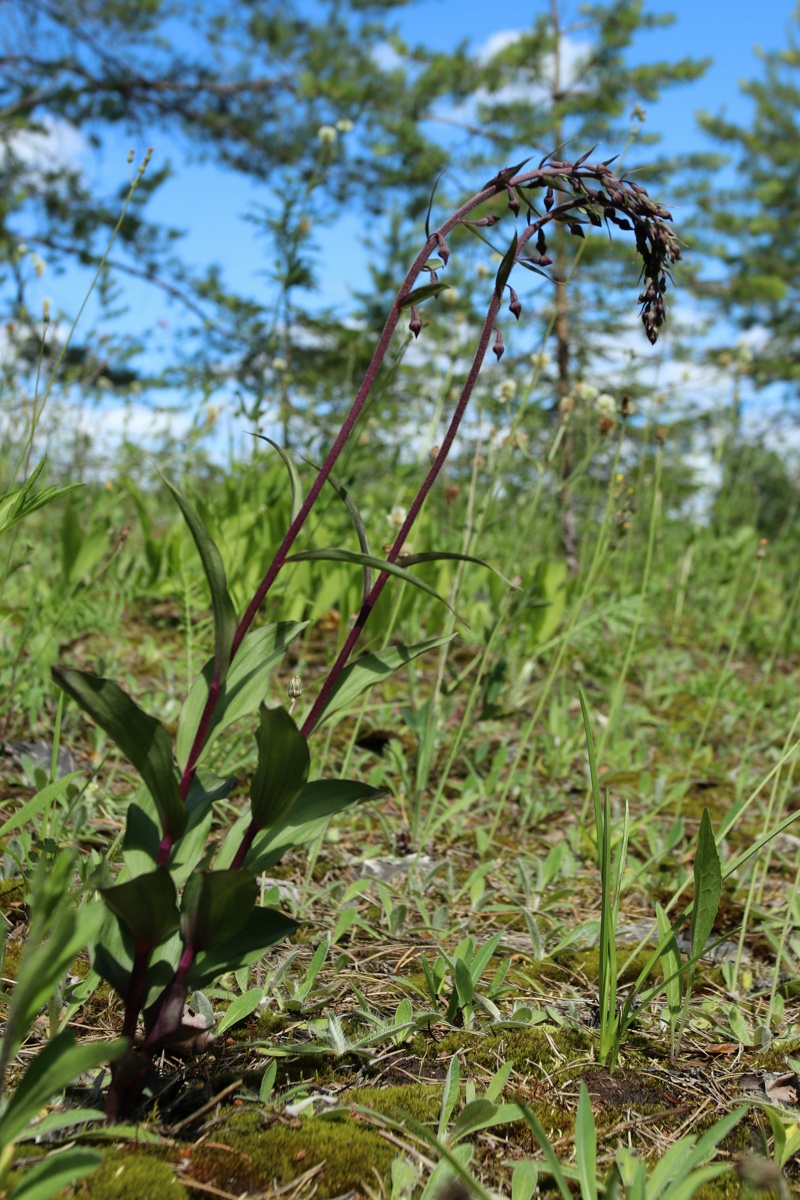 Изображение особи Epipactis atrorubens.