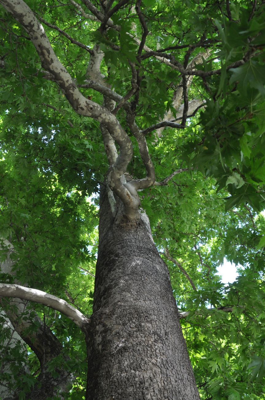 Image of Platanus orientalis specimen.