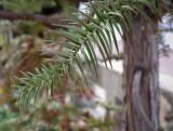 Cunninghamia lanceolata. Побег в паутине. Абхазия, Гудаутский р-н, с. Лдза, озеленение. 13.04.2024.