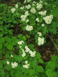 Crataegus lipskyi. Ветвь с соцветиями. Закарпатская обл., Виноградов, Чёрная гора, на опушке дубравы из скального дуба. 5 мая 2008 г.