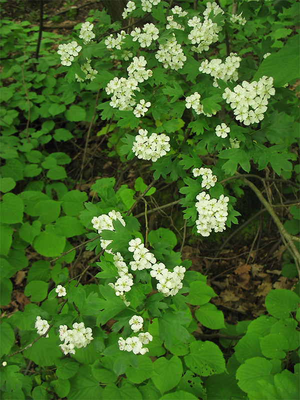 Изображение особи Crataegus lipskyi.