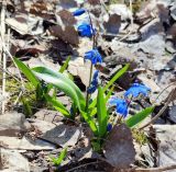 Scilla siberica