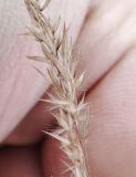 Calamagrostis purpurea