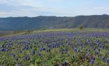 Muscari neglectum