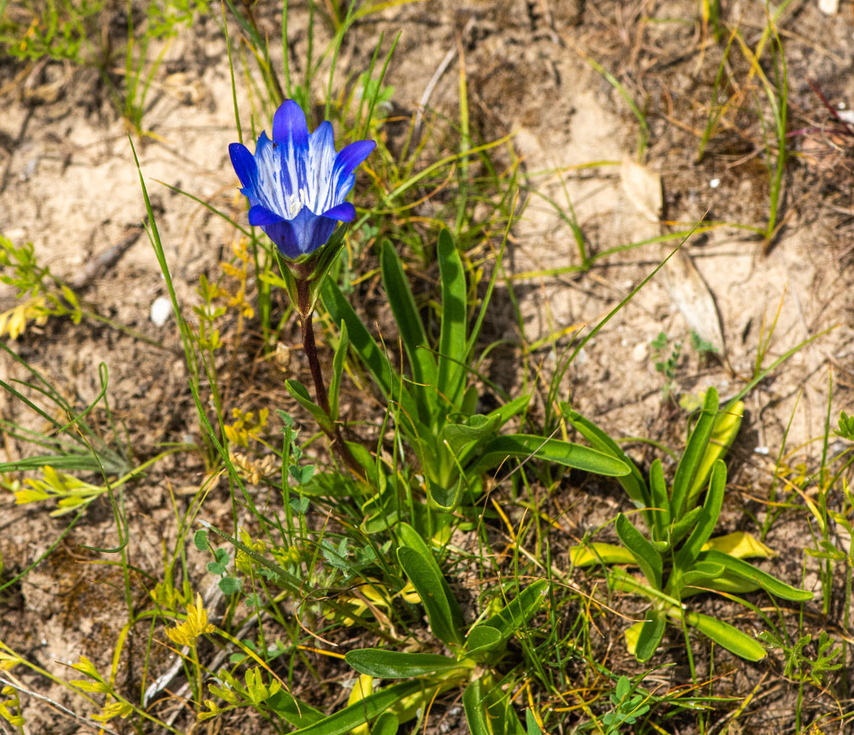 Изображение особи Gentiana olivieri.