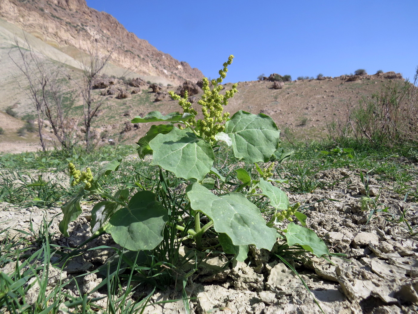 Image of Atriplex moneta specimen.