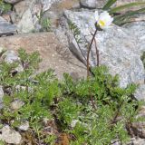 Tripleurospermum caucasicum