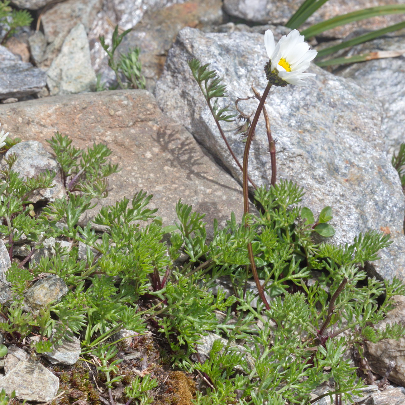Image of Tripleurospermum caucasicum specimen.