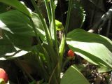 род Aglaonema
