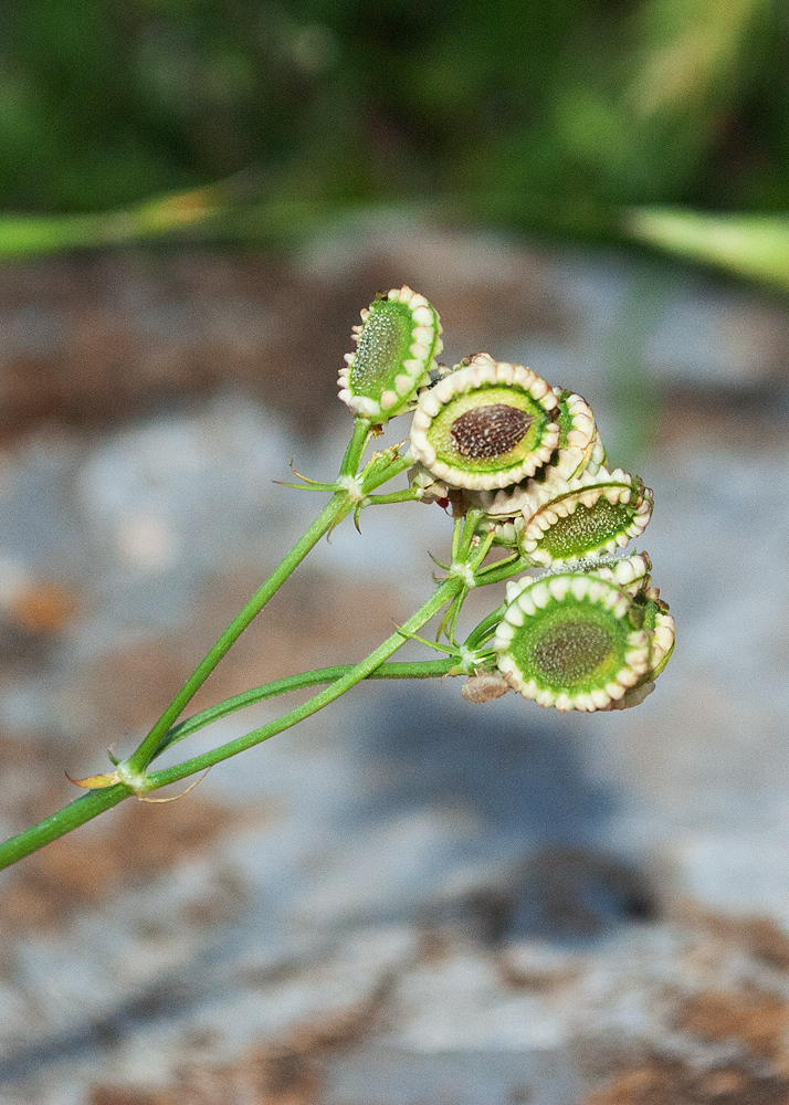 Image of Tordylium apulum specimen.