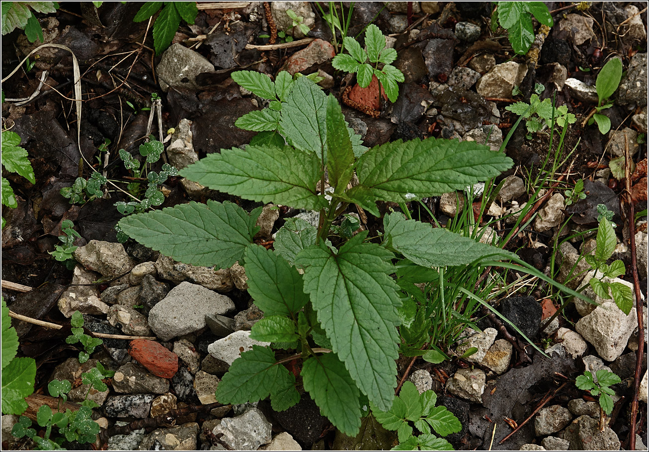 Изображение особи Scrophularia nodosa.