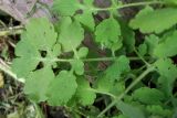 Chelidonium majus. Нижний лист. Беларусь, Витебская обл., пос. Езерище, частная усадьба, выкашиваемая лужайка у стены деревянного строения. 08.05.2025.