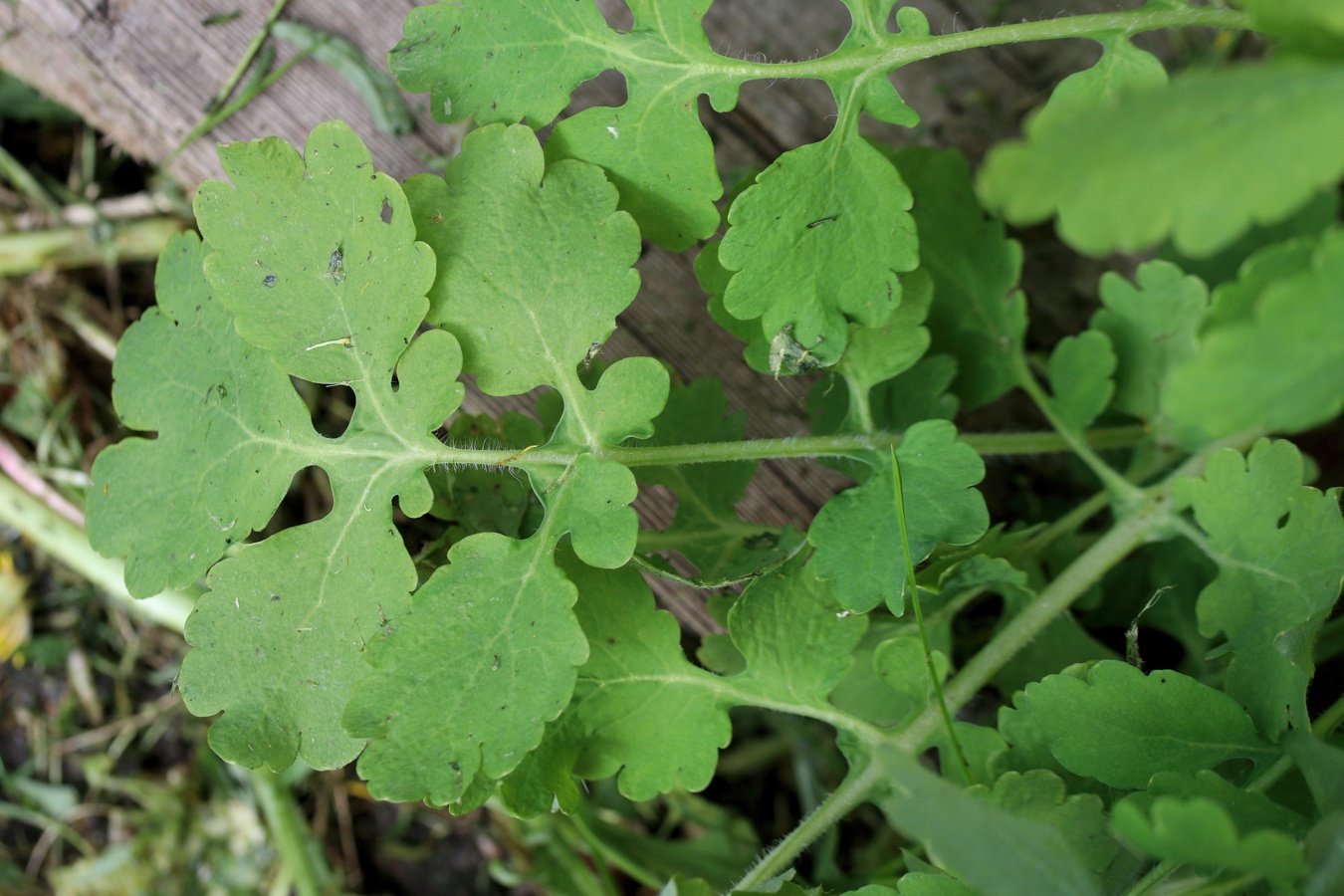 Image of Chelidonium majus specimen.