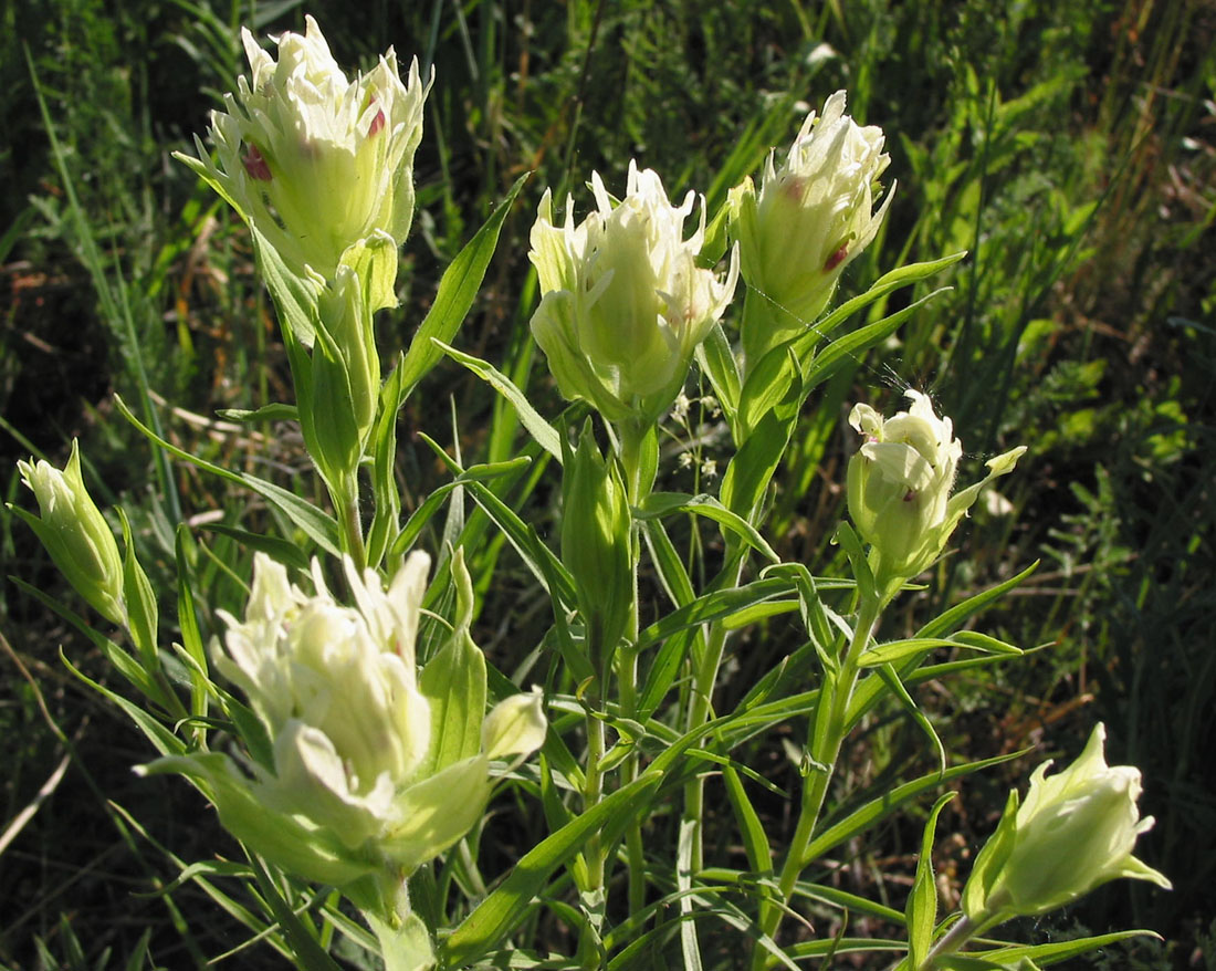 Image of Castilleja pallida specimen.