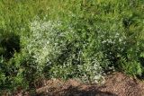Galium palustre. Цветущие растения в травостое. Ленинградская обл., Ломоносовский р-н, окр. Шепелёвского маяка; п-ов Каравалдай, берег Финского залива, граница приморского луга и крупнопесчаного берегового вала. 22.06.2025.