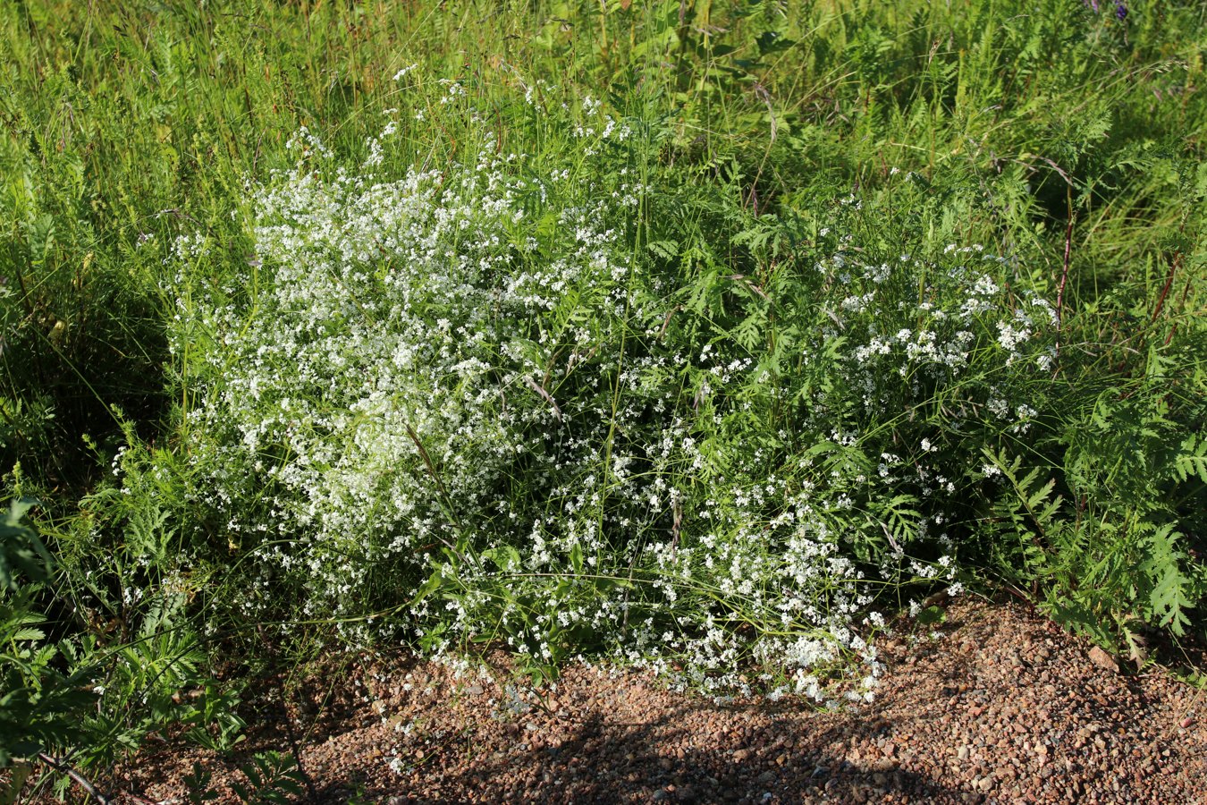Image of Galium palustre specimen.