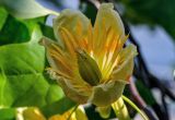 Liriodendron tulipifera