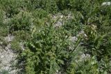 genus Carduus