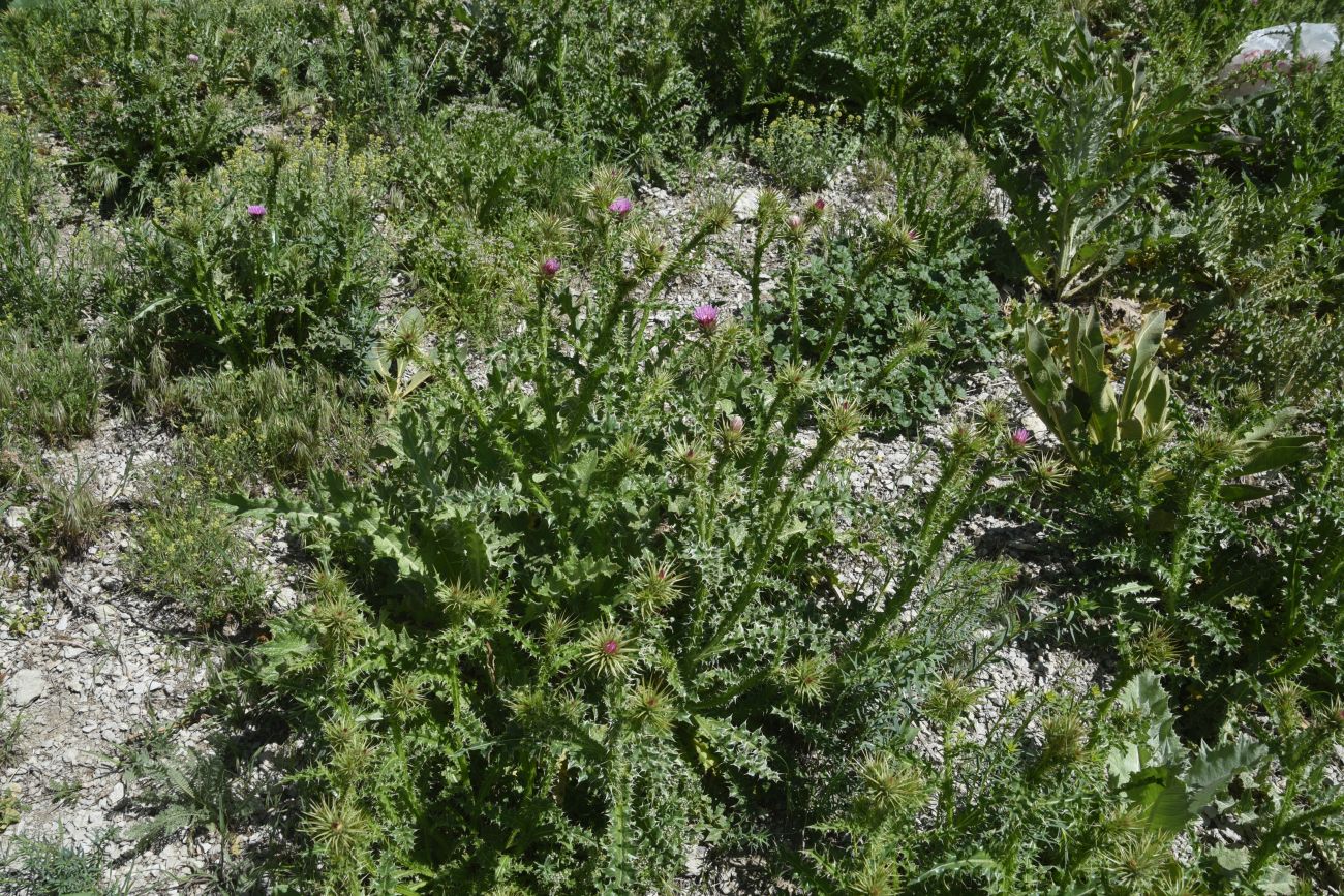 Image of genus Carduus specimen.
