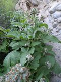 Physochlaina alaica. Цветущее растение. Граница Узбекистана и Кыргызстана, в 4 км к юго-западу от с. Ярдон, прав. берег р. Дугоба. Апрель 2024 г.