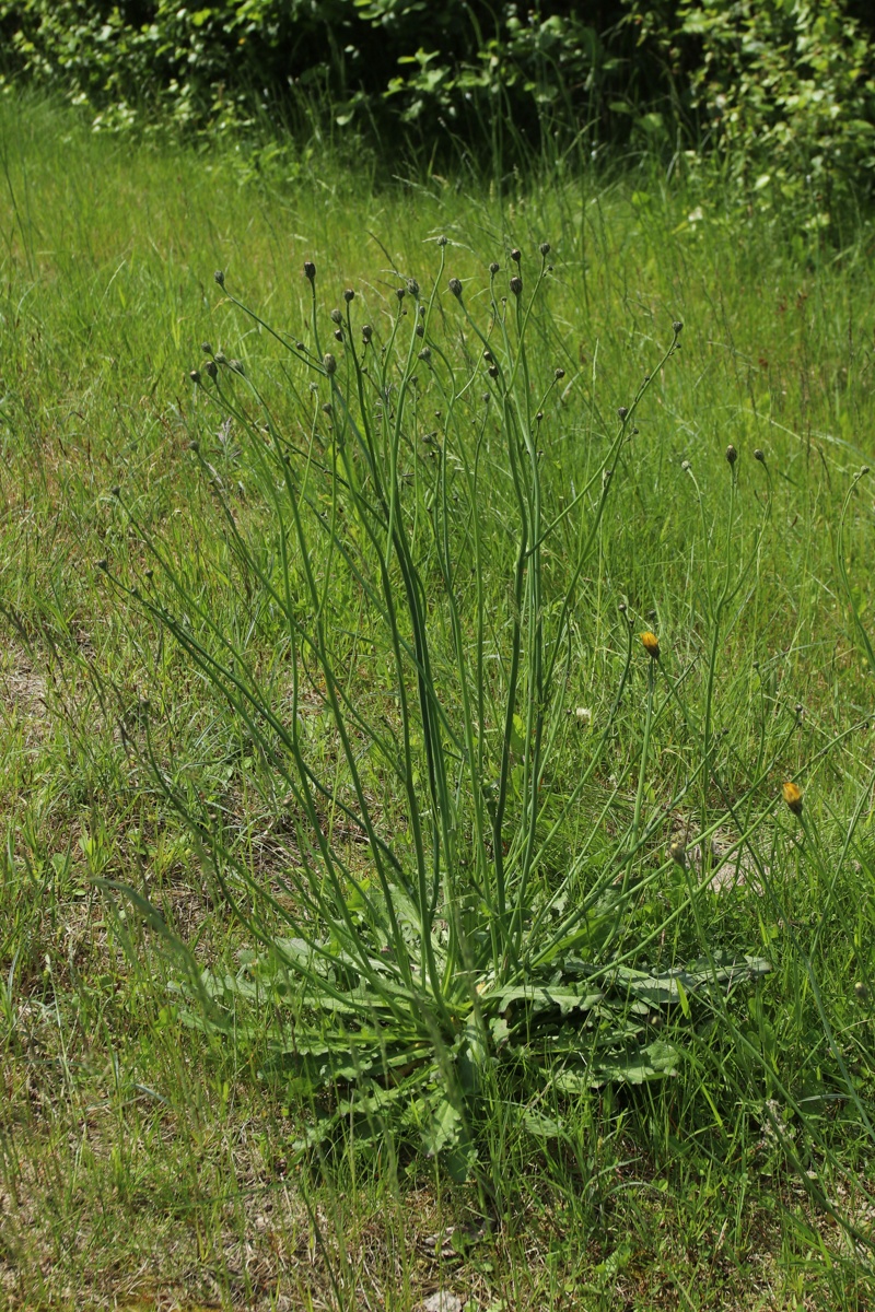 Изображение особи Hypochaeris radicata.