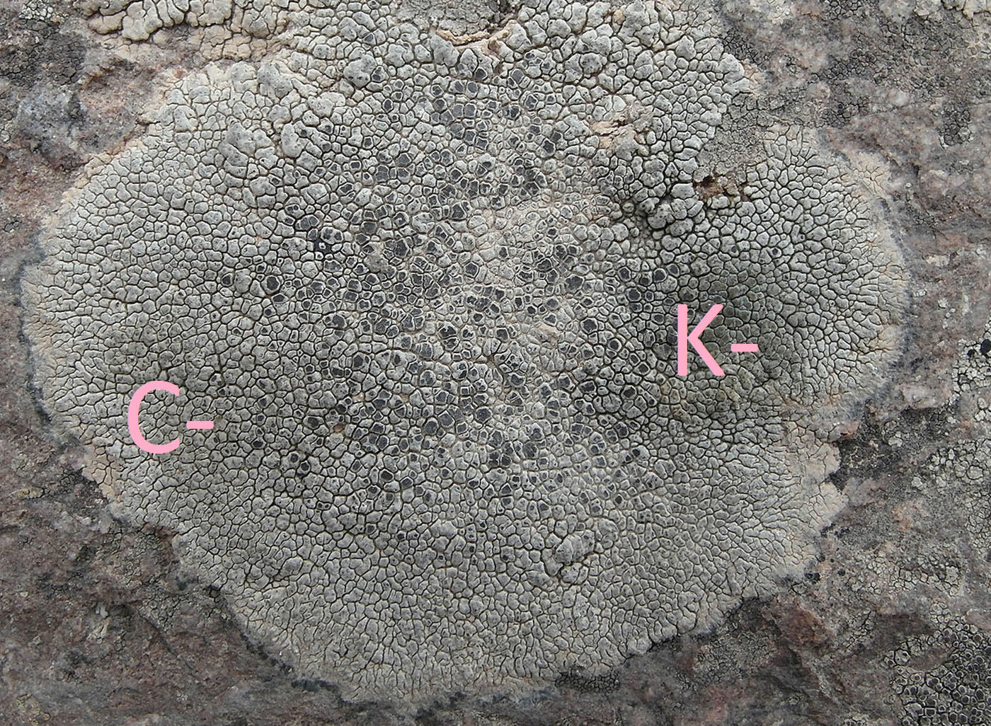 Image of Aspicilia fumosa specimen.