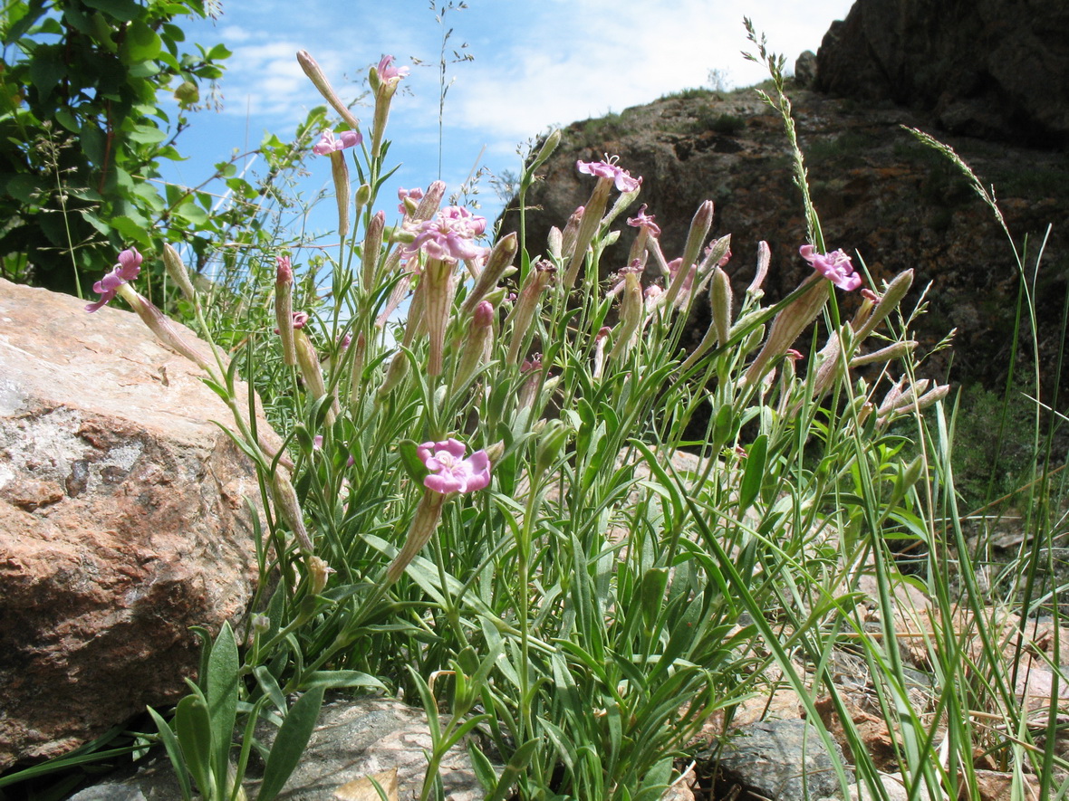 Image of Silene kuschakewiczii specimen.