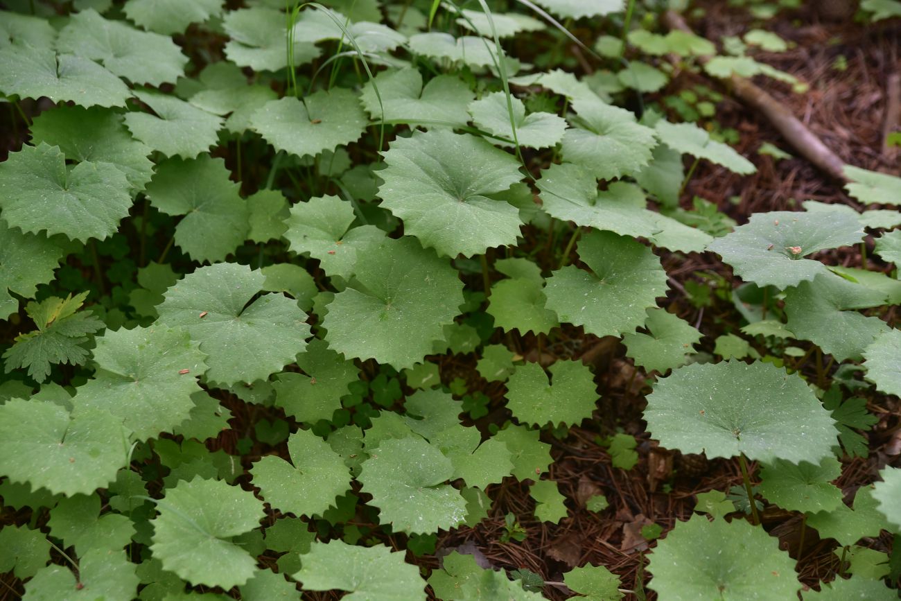 Image of Unknown species specimen.