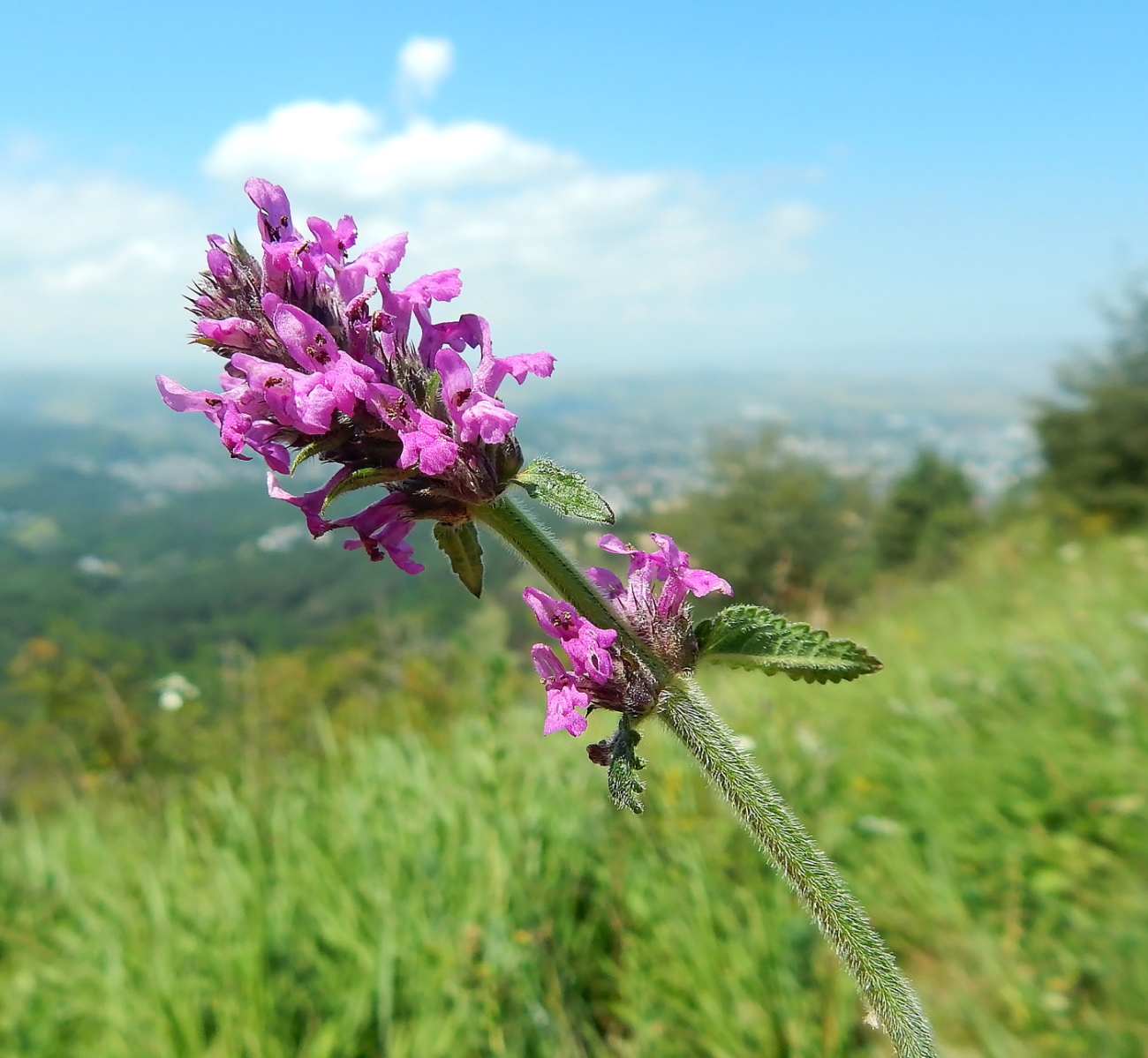 Изображение особи род Stachys.
