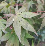 genus Acer. Лист. Абхазия, г. Сухум, Ботанический сад. 13.08.2024.