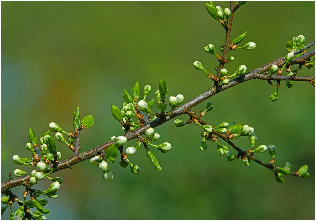 Изображение особи Prunus spinosa.