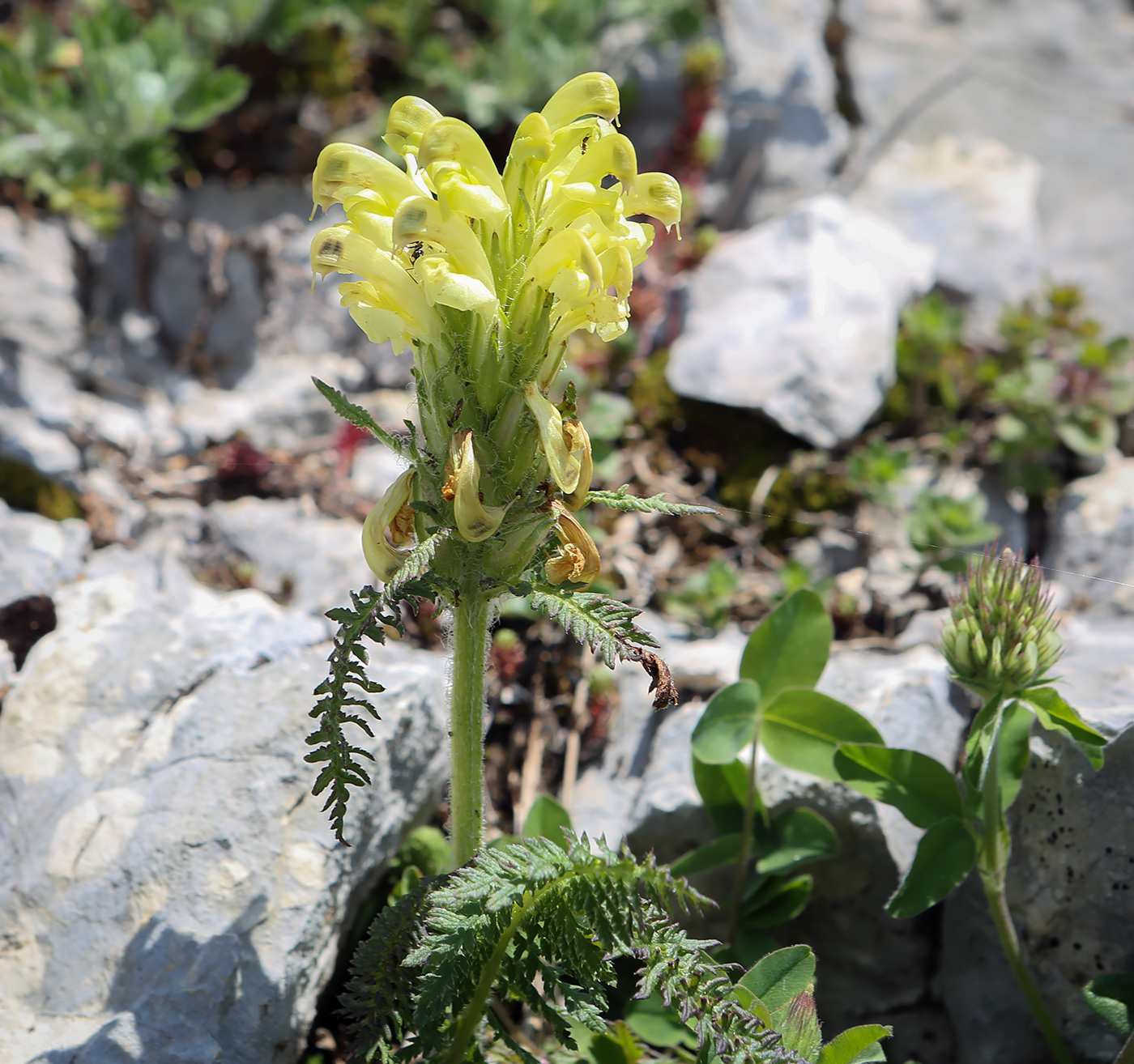 Image of Pedicularis sibthorpii specimen.