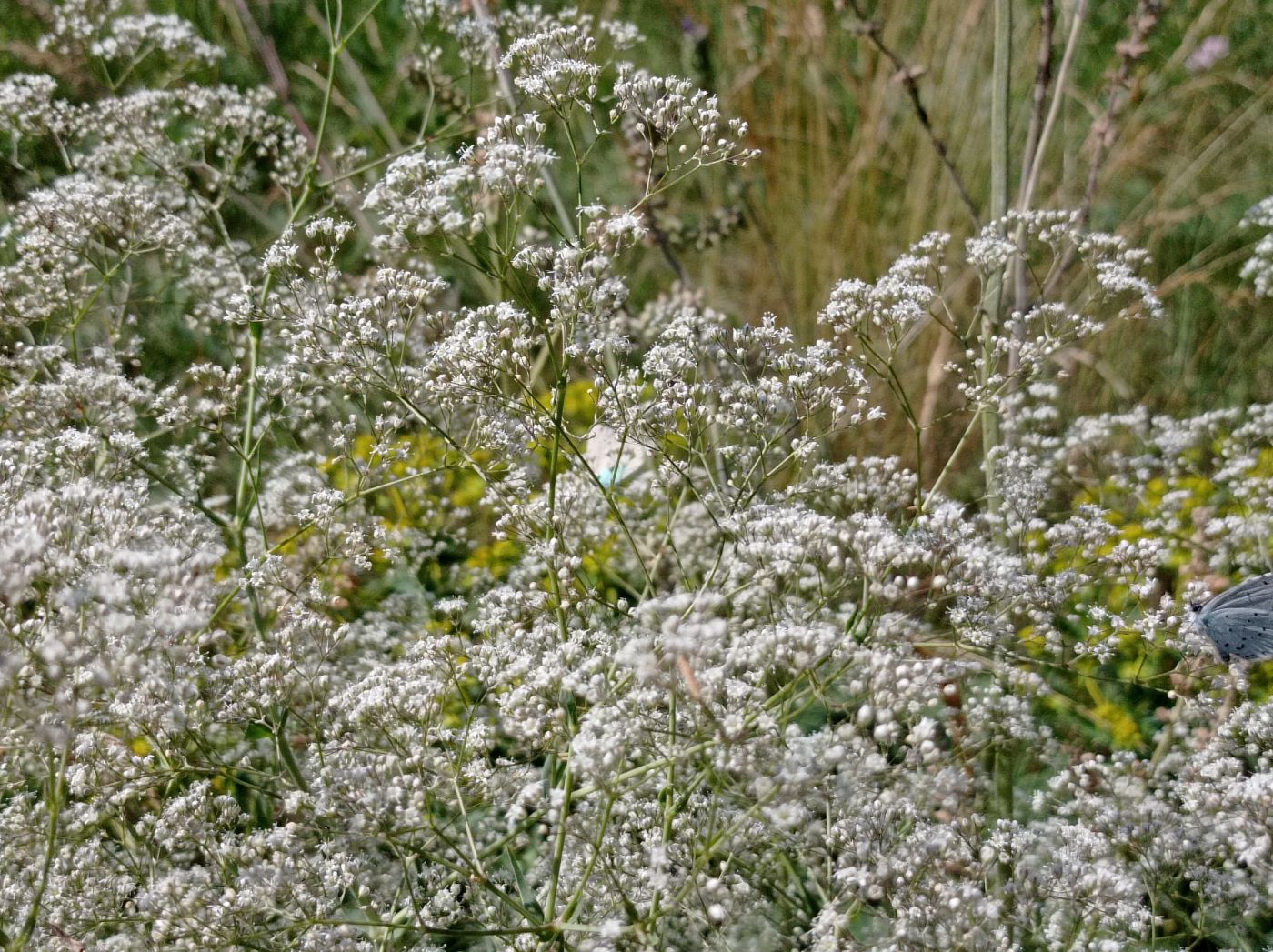 Image of Gypsophila paniculata specimen.