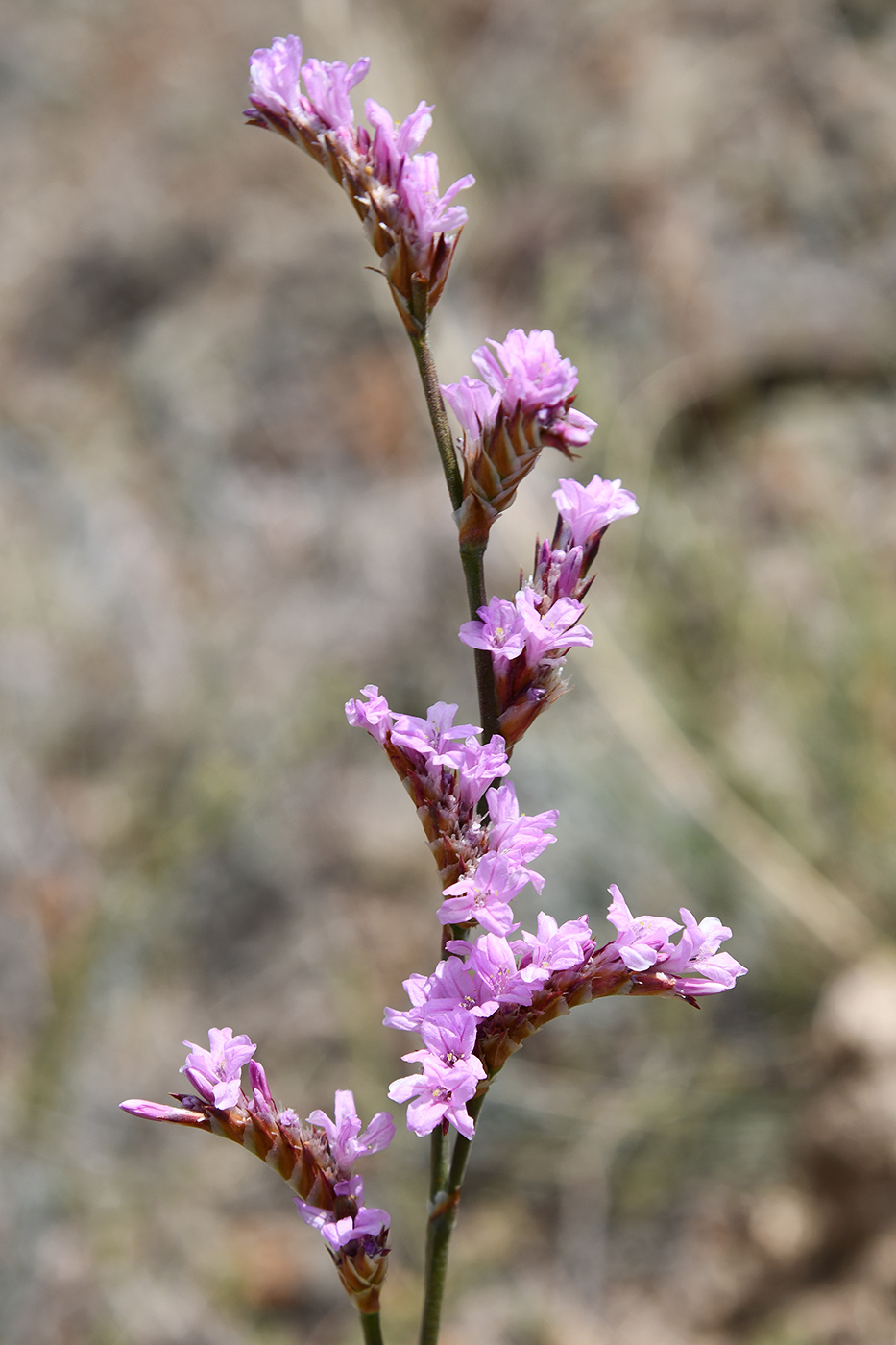 Image of Ikonnikovia kaufmanniana specimen.